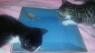 Evie_Pennyroyal_solidfood