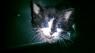 FierceBoyKitten20161216
