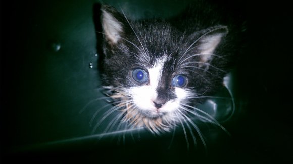 FierceBoyKitten20161216