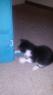 Jack_Playing