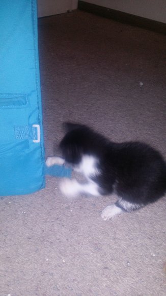 Jack_Playing