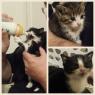 Kittenz_Collage 2016-12-19 12_54_27