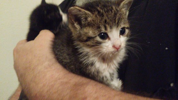LittleGirlKitten20161216