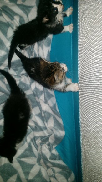 New_playpen_kittenz