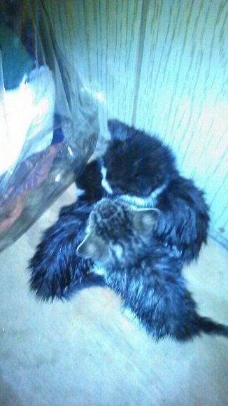 kittenz